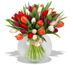 tulips-ufa